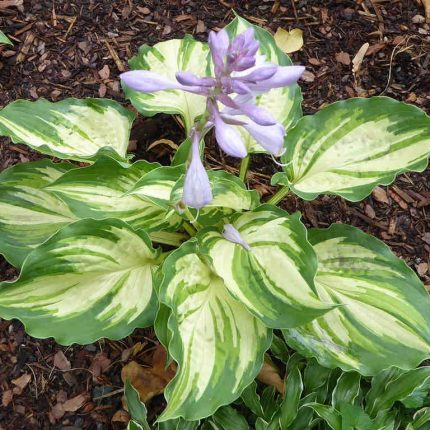 Hosta Lakeside Paisley Print