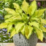 Hosta Lipstick Kiss