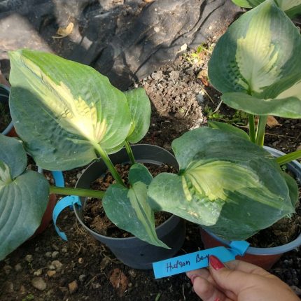 Hosta Hudson Bay