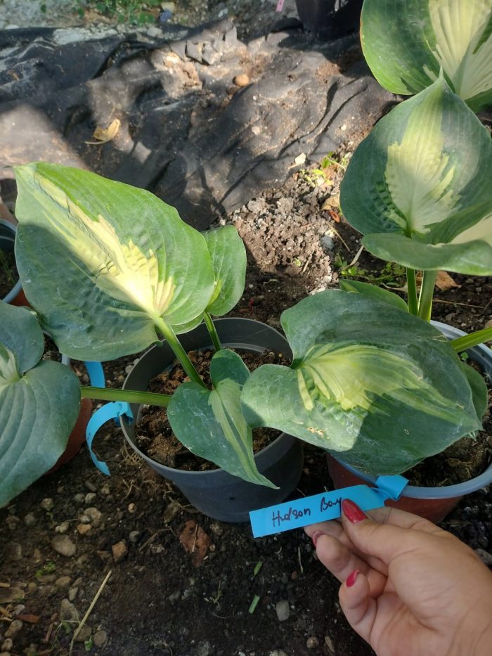 Hosta Hudson Bay