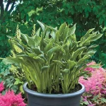 Hosta Praying Hands