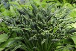 Hosta Praying Hands - imagine 2
