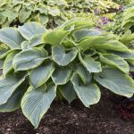 Hosta Wu-La-La