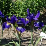Iris Sibirica Golden Edge