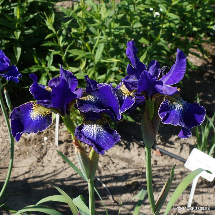 Iris Sibirica Golden Edge