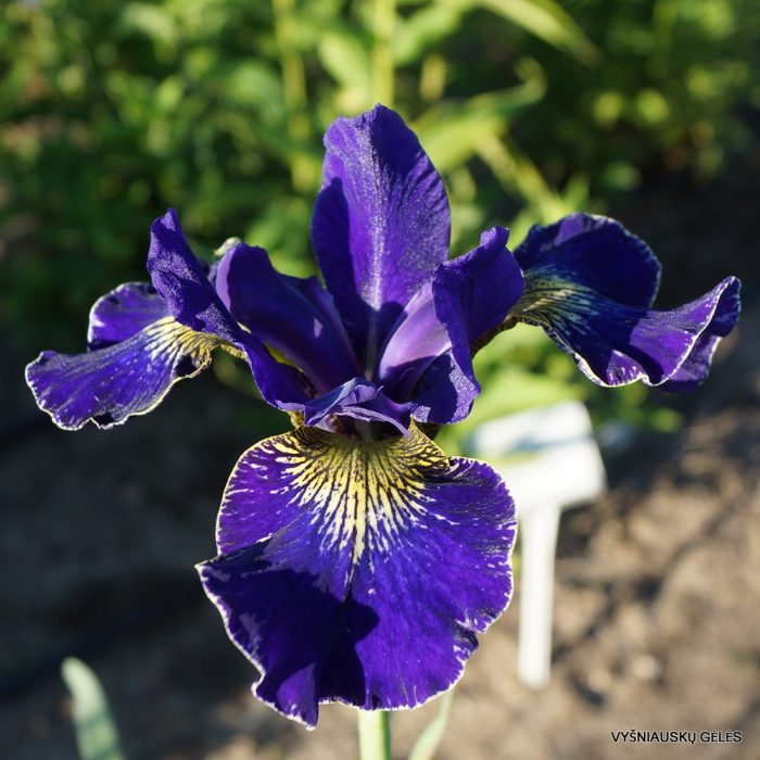 Iris Sibirica Golden Edge
