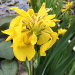 Iris Pseudacorus Flore Plena(Iris de balta)