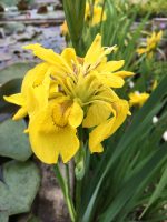 Iris Pseudacorus Flore Plena(Iris de balta)