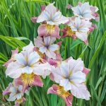 Iris Sibirica Sugar Rush