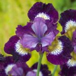 Iris Sibirica Contrast In Styles - imagine 3