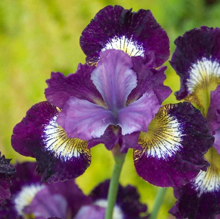 Iris Sibirica Contrast In Styles - imagine 3