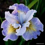 Iris Sibirica Reel Cute - imagine 2