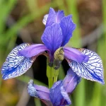 Iris Sibirica Flight of Butterflies - imagine 3
