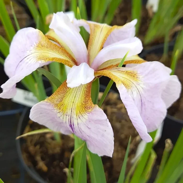 Iris Sibirica Memphis Memory - imagine 2