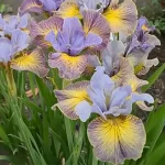 Iris Sibirica Sun Comes Up