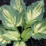 Hosta Lakeside Paisley Print