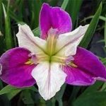 Iris Louisiana Colorific (iris de balta)