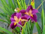 Iris Louisiana Spicy Cajun(Iris de balta)