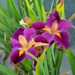 Iris Louisiana Spicy Cajun(Iris de balta)