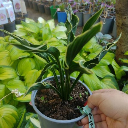 hosta prayng hands