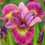 Iris sibirica Ruby Gold