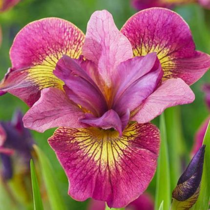 Iris sibirica Ruby Gold