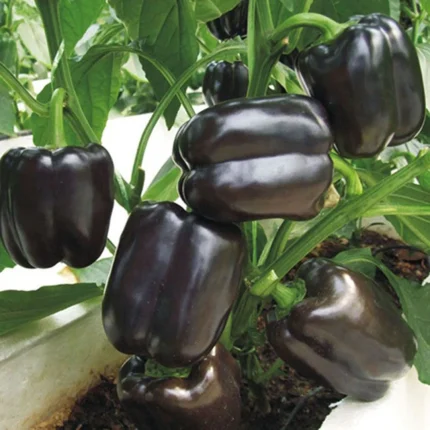 Capsicum Annum „Black Blocky”