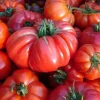 Semințe tomate Beefsteak 100 semințe