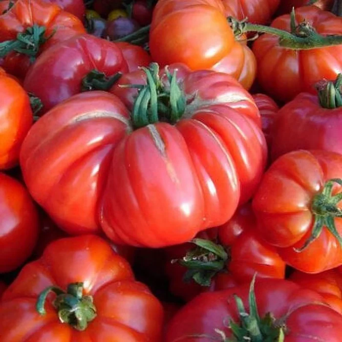 Semințe tomate Beefsteak 100 semințe