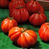 Semințe tomate Beefsteak 100 semințe