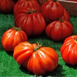 Semințe tomate Beefsteak 100 semințe