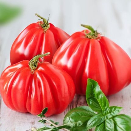 Semințe tomate Pearson 100 semințe