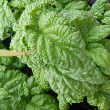 Semințe Busuioc Lettuce Leaved 1.000 semințe