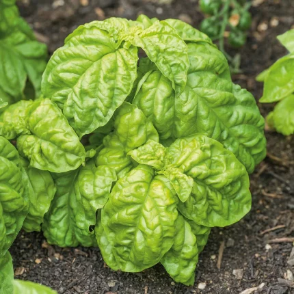 Semințe Busuioc Lettuce Leaved 1.000 semințe