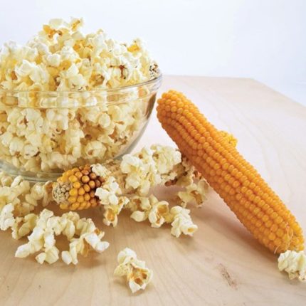 Semințe porumb floricele Popcorn 100 semințe