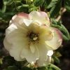 Potentilla DOUBLE PUNCH Cream