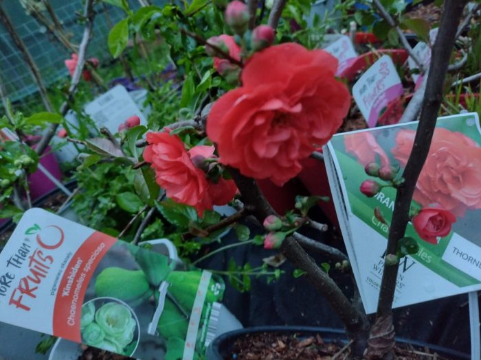 Chaenomeles sp. Orange Storm (gutui japonez)-3L - imagine 3