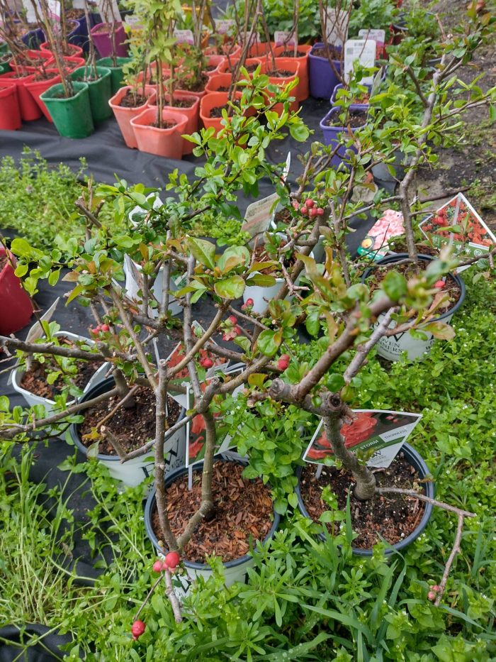 Chaenomeles sp. Orange Storm (gutui japonez)-3L - imagine 5