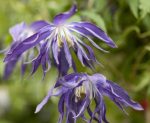 Clematita Blue Surprise