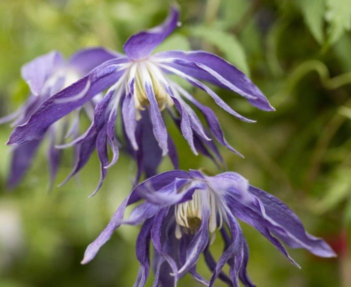 Clematita Blue Surprise
