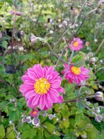 Anemone 'Pamina'