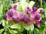 Akebia quinata Variegata(vita de ciocolata)