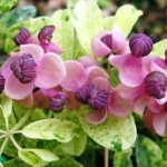 Akebia quinata Variegata(vita de ciocolata)