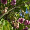 Akebia quinata Variegata(vita de ciocolata)