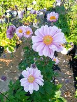 Anemone hybrida (x) 'Garden Breeze Whirlwind Pink'
