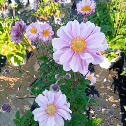 Anemone hybrida (x) 'Garden Breeze Whirlwind Pink'