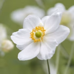 Anemone'Honorine Jobert'