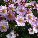 Anemone 'Königin Charlotte'