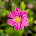 Anemone 'Pamina'