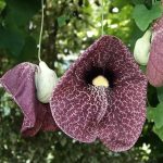Aristolochia macrophylla